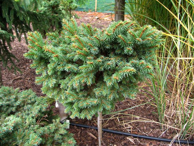 Picea abies