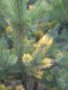 Pinus sylvestris Daria fot 2
