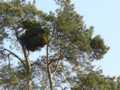 Pinus sylvestris Paprotnia 1 (Lewandowski)