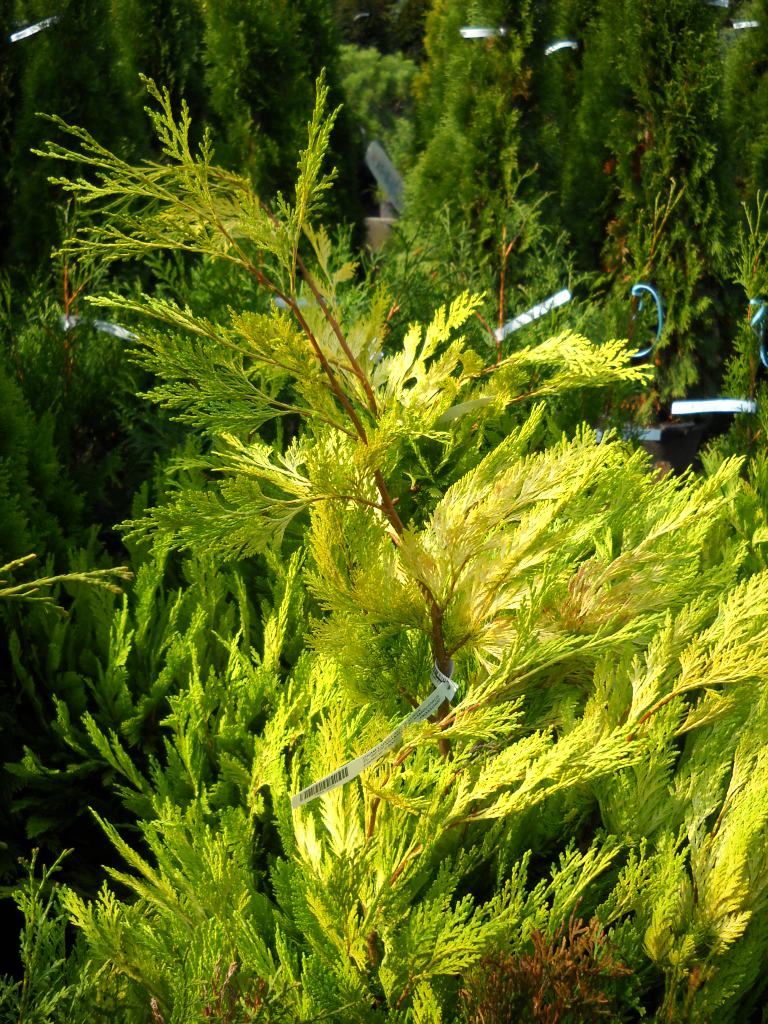 Chamaecyparis – Hamisciprus – Falsecypress