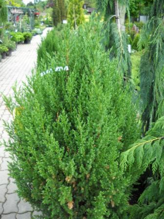 Juniperus - Bóróka – Juniper