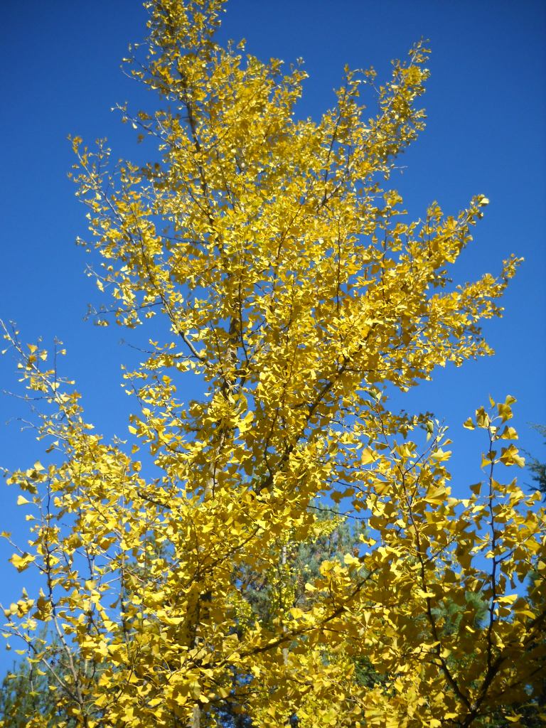 Gingko - Páfrányfenyő – Gingko