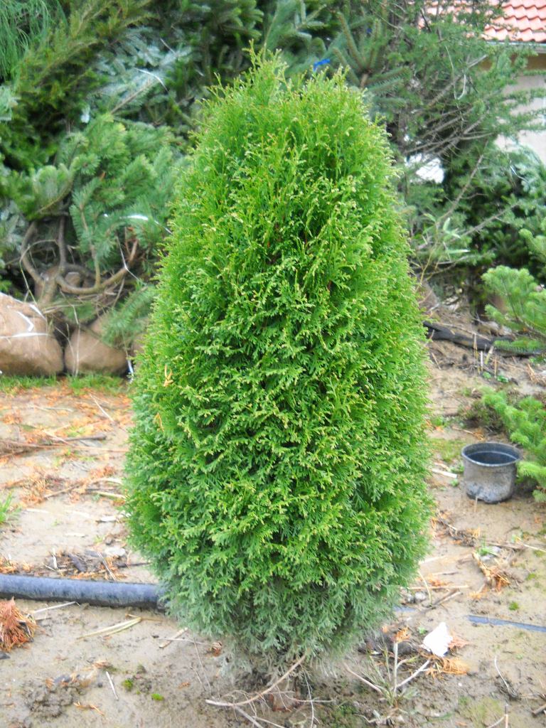 Thuja – Tuja – Arborvitae