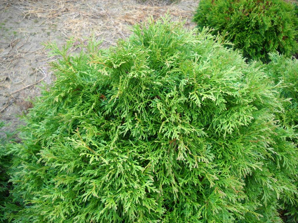 Thuja – Tuja – Arborvitae