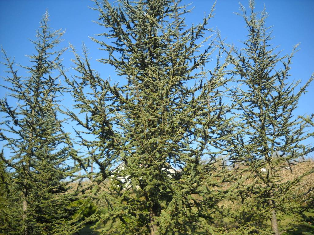 Cedrus – Cédrus – Cedar