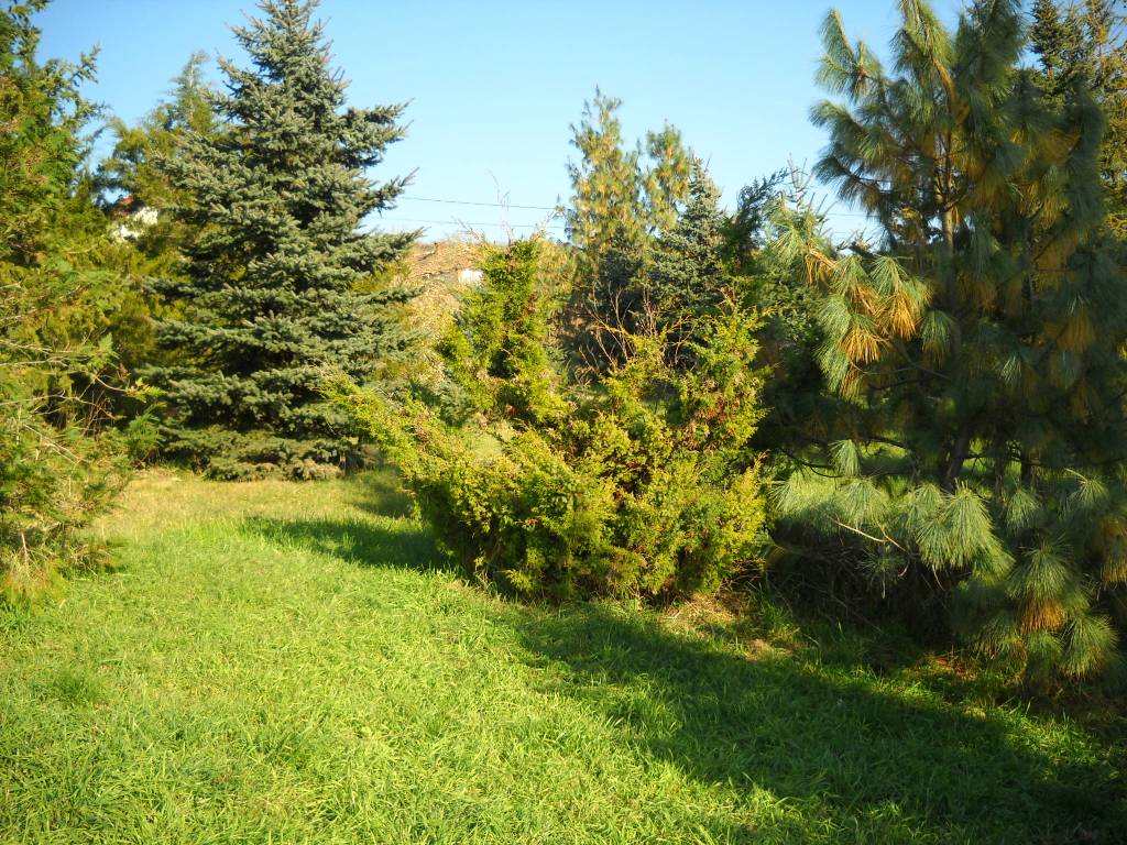 Juniperus - Bóróka – Juniper